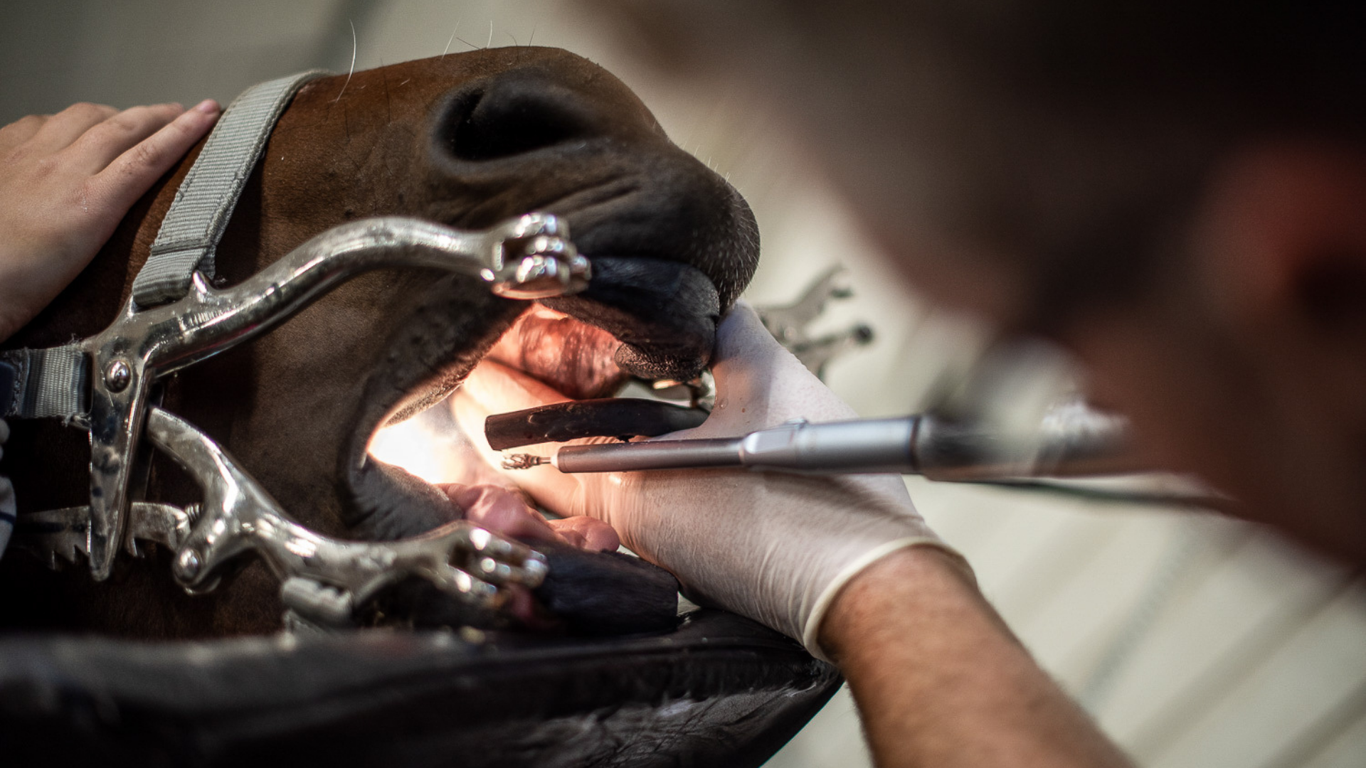 A horse's oral cavity is being examined. The horse has a metal tool in its mouth that holds its jaws open. A person wearing white gloves uses a dental instrument inside the horse's mouth.