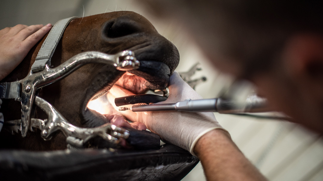 A horse's oral cavity is being examined. The horse has a metal tool in its mouth that holds its jaws open. A person wearing white gloves uses a dental instrument inside the horse's mouth.