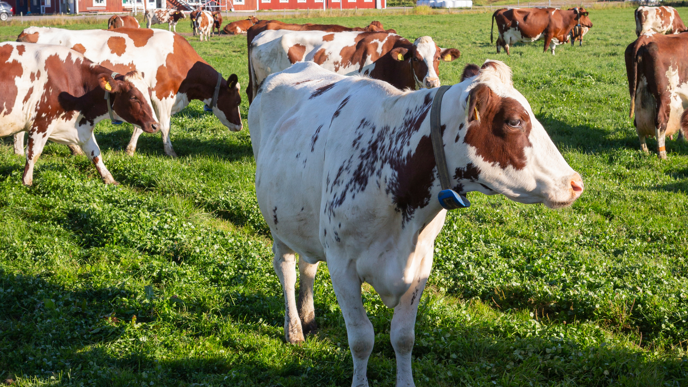 Flera vita och bruna kor som går på gräsmatta.