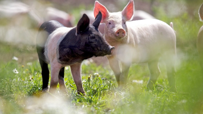 Picture of pigs out in the grass.