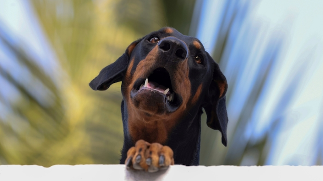 Doberman