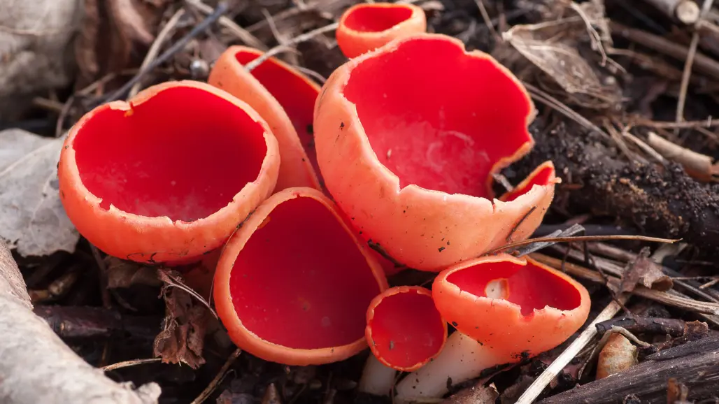 Grupp av skålliknande svampar med röd inneryta på marken. Foto
