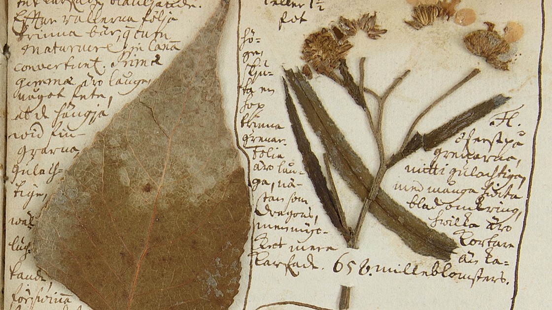 På ett gulnat herbarieark syns text skriven med brunt bläck. På arket är ett blad och en blomställning från svartpoppel uppklistrat. 