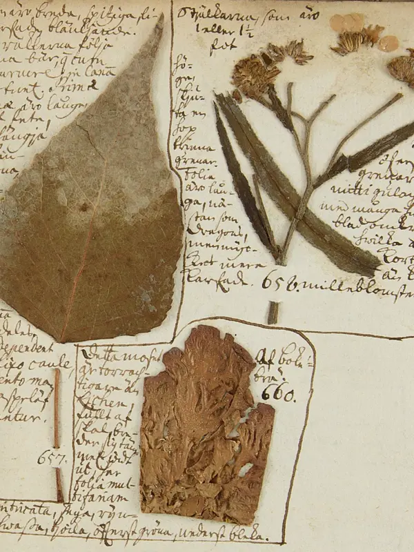 På ett gulnat herbarieark syns text skriven med brunt bläck. På arket är ett blad och en blomställning från svartpoppel uppklistrat.