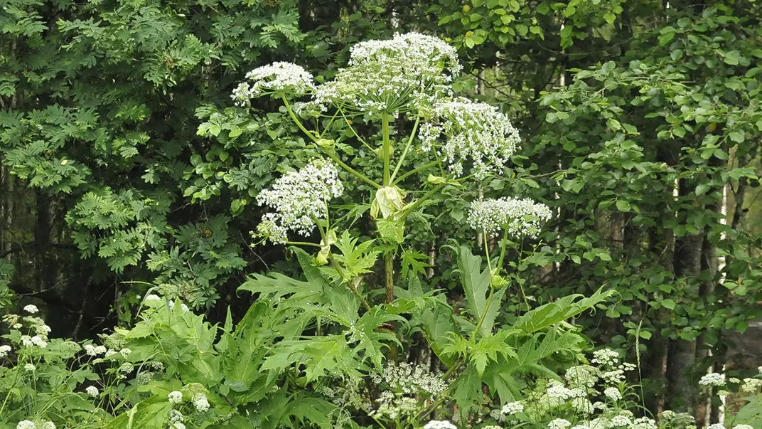 Vita blommor på gröna blad. Foto