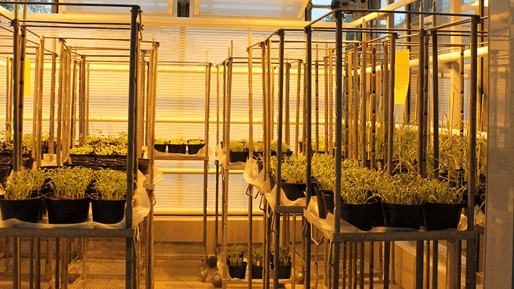 Foto av växthuskammare.