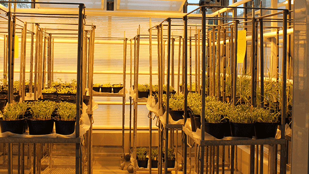 Photo of greenhouse chamber.