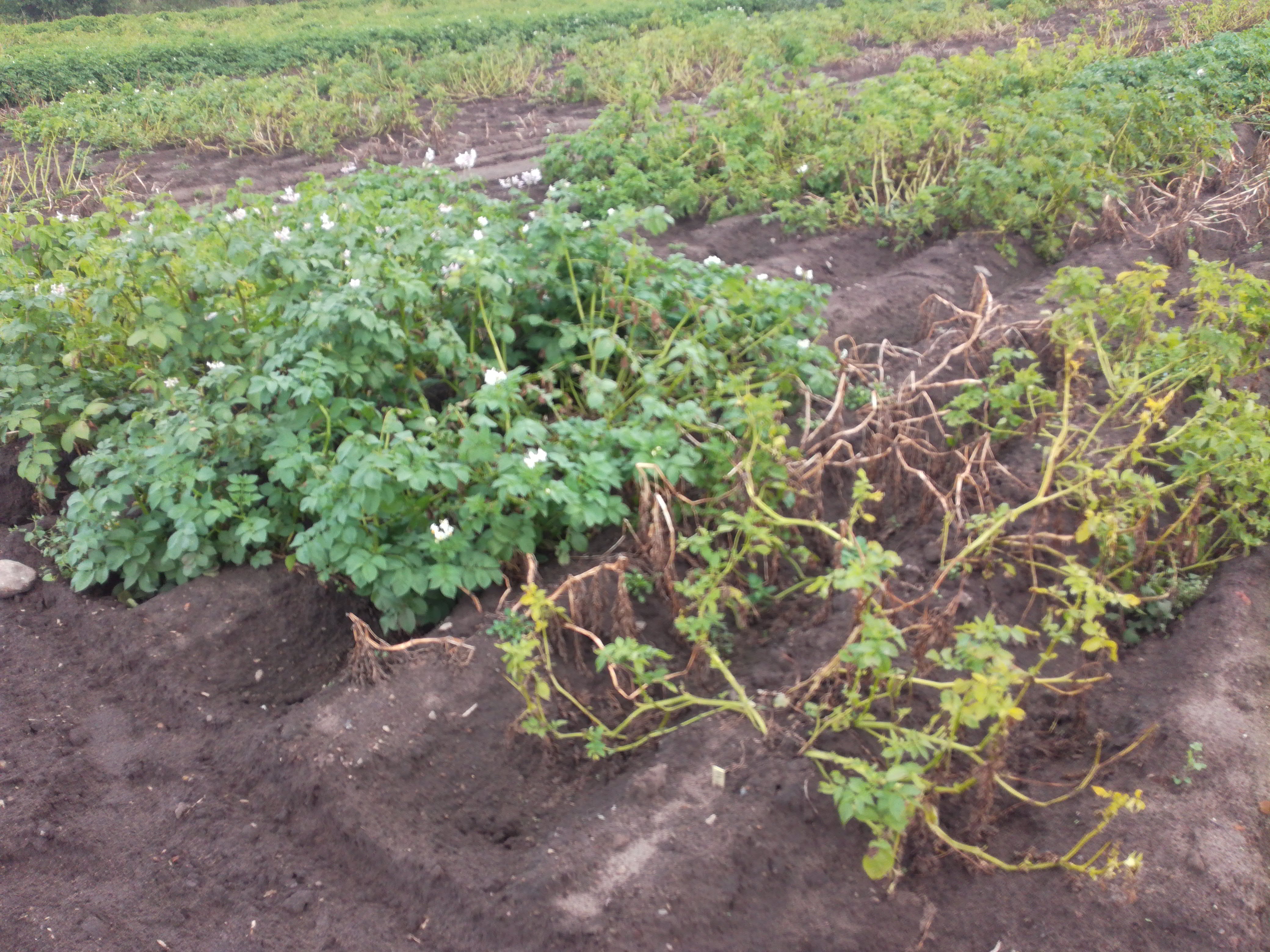 Foto: Fredrik Reslow, SLU