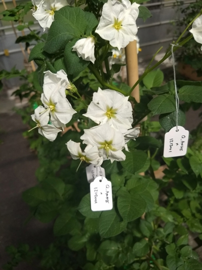 Korsning i växthus. Foto: Fredrik Reslow, SLU