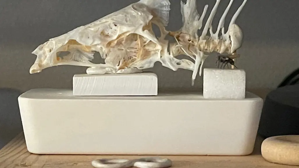 Skelettdel uppställt som ett stilleben. Foto