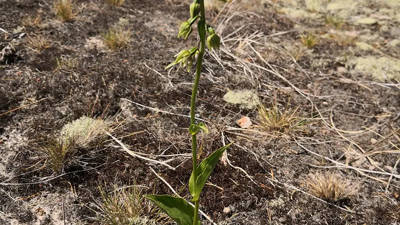 Grön växt på mossa. Foto