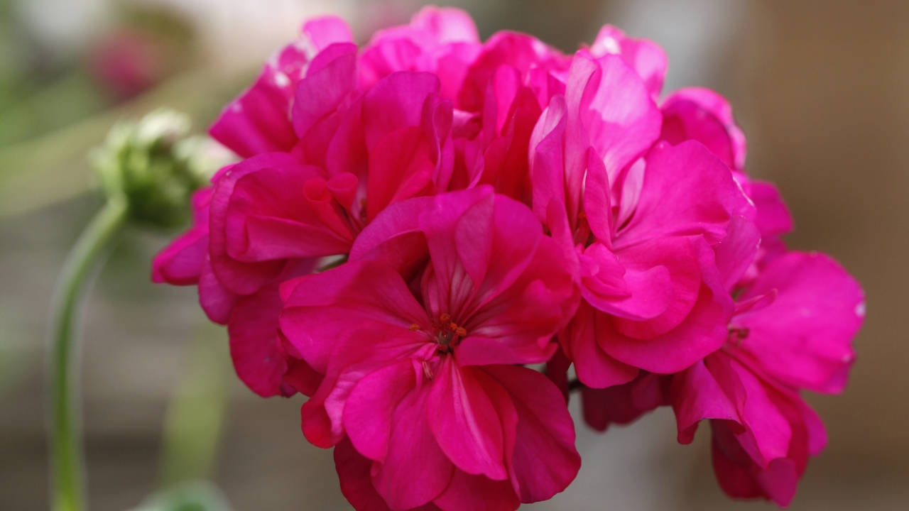 närbild av Grönt kulturarv®s Zonalpelargon 'Drottningminne'. Fotot visar en starkt rosa pelargonblomma där de skuggiga partierna blir djupt röda. Blomman sitter på lång stjälk och i bakgrunden syns en blomknopp samt gröna blad i oskärpa.