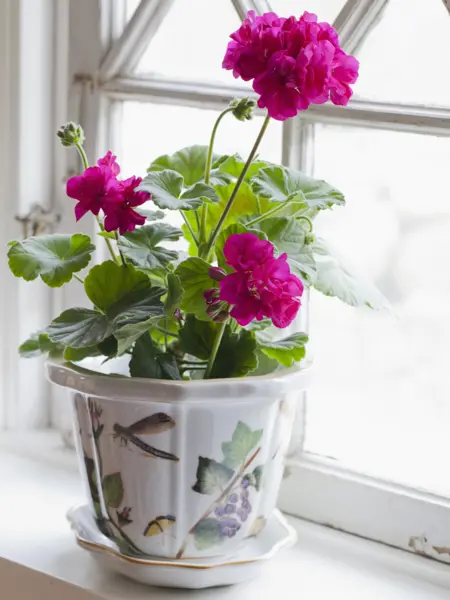 kompositionsbild av Grönt kulturarv®s Zonalpelargon 'Drottningminne'. Fotot visar en starkt rosablommande pelargon med långa stjälkar och mjuka, gröna blad. Två blomknoppar syns med sin hängande och droppformade karaktär. Pelargonen är placerad i en åttakantig vit kruka med tillhörande krukfat i ett fönster med vitmålade spröjs. Motivet på krukan är en brun trollslända, gul fjäril och en vinranka med lila frukt.