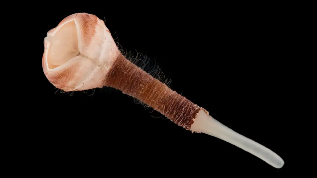 Avlångt trattformat musselskal. Foto