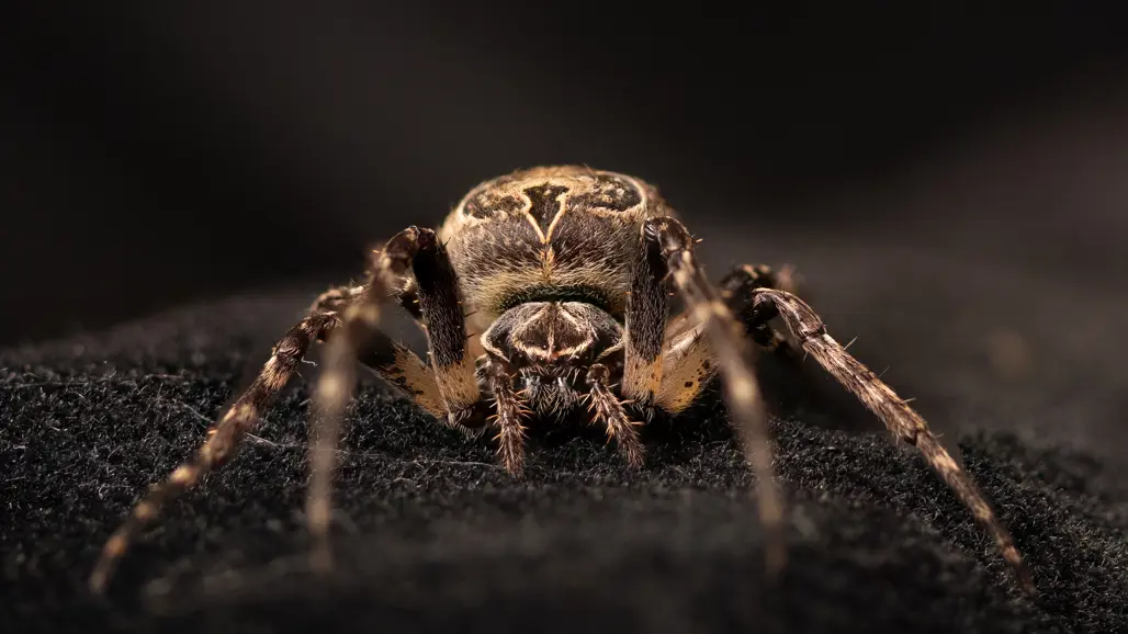 Foto på brospindel.