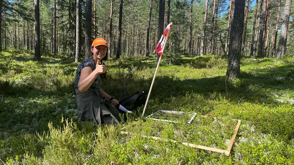 Fältarbete i skog