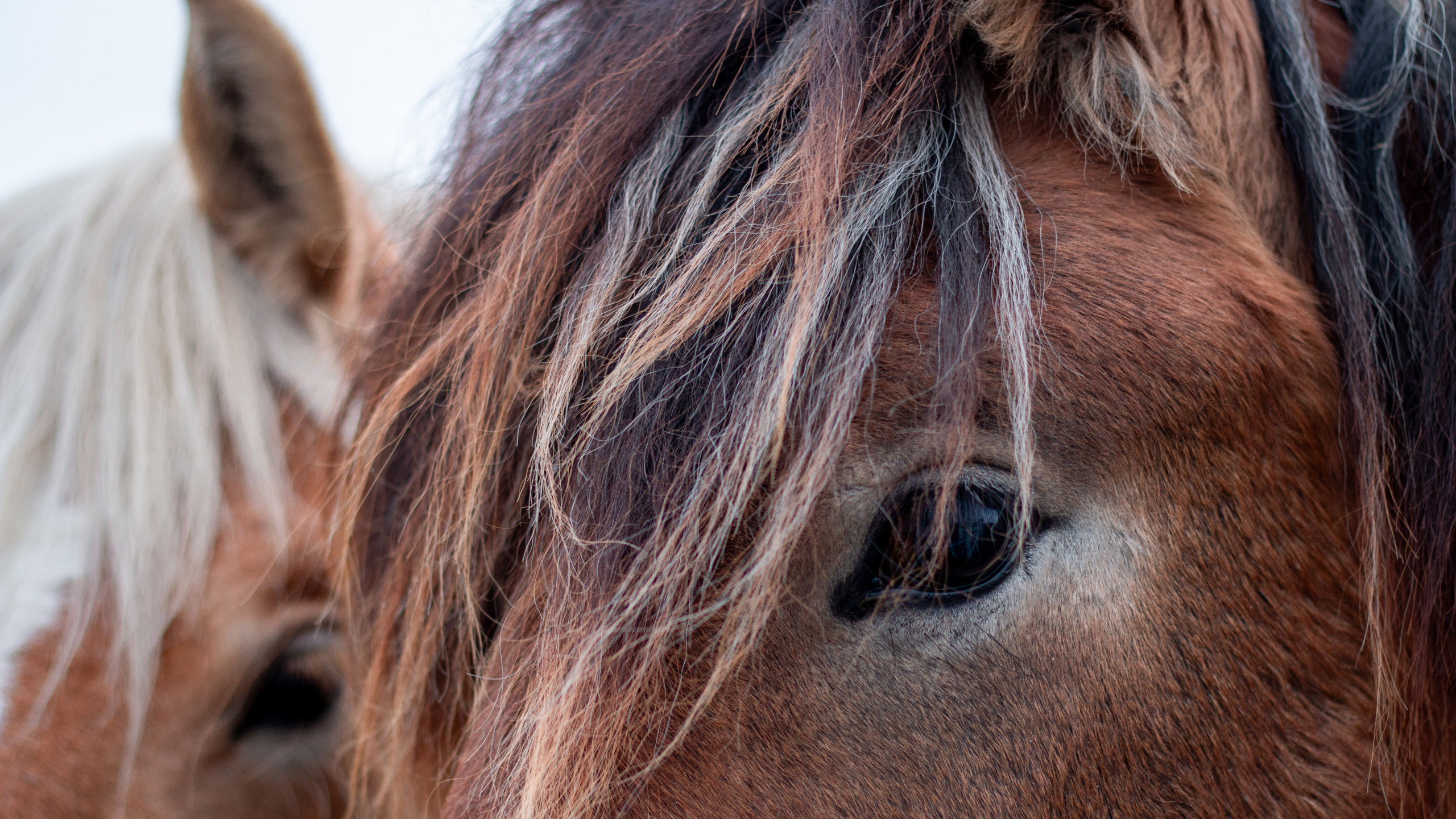 Närbild på två hästars ansikten. 