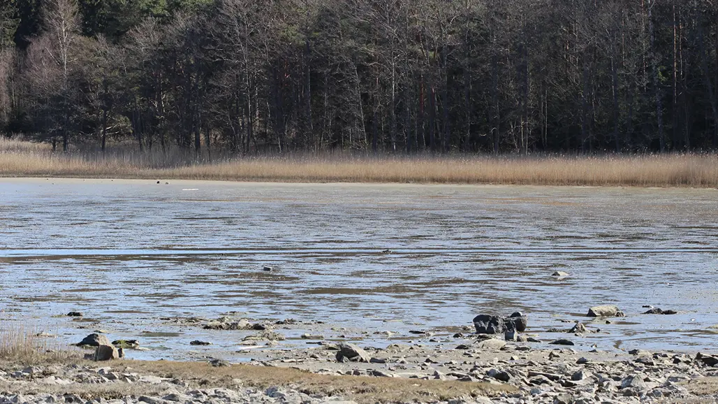 Grusstrand och vatten med skog i bakgrunden. Foto