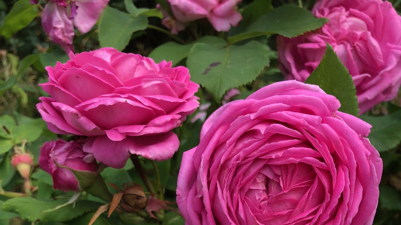 Närbild av Grönt kulturarv®s remontantrosen 'Selma Dahlberg'. Fotot visar en stora, dubbla och täta rosa blommor. En blomma syns uppifrån och en annan från sidan. Runt om syns det gröna bladverket och en blomknopp.