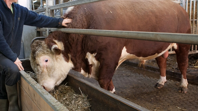 A man petting a white-brown bull.