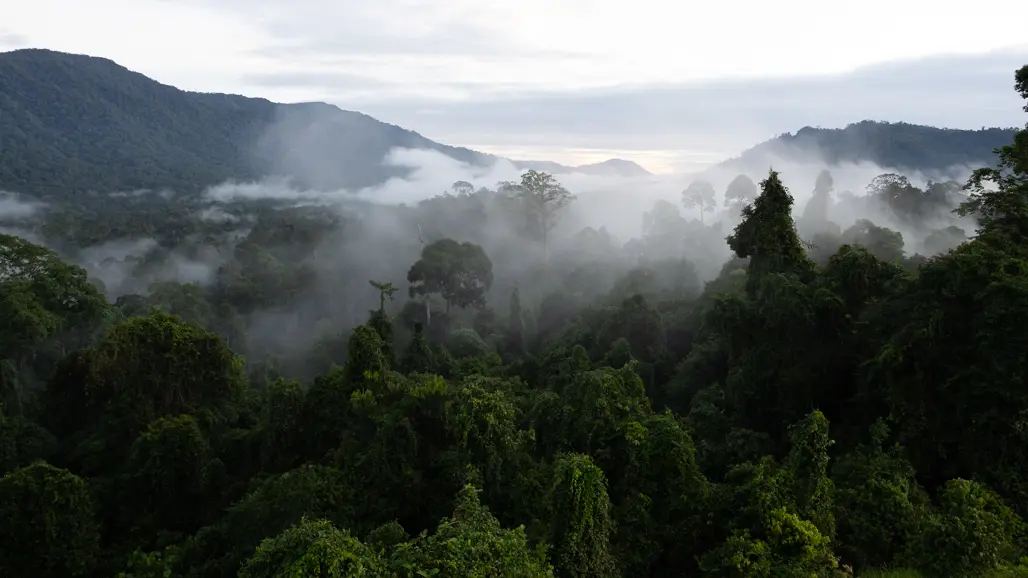 Foggy rainforest seen from above.