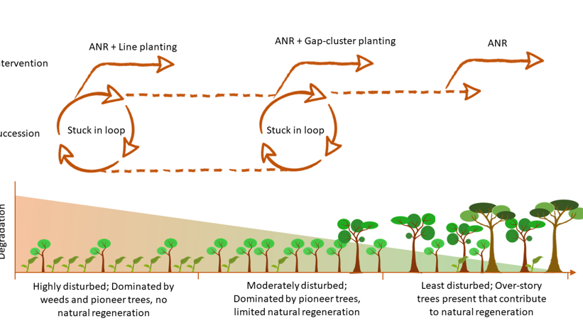 Figure showing different restoration strategies.