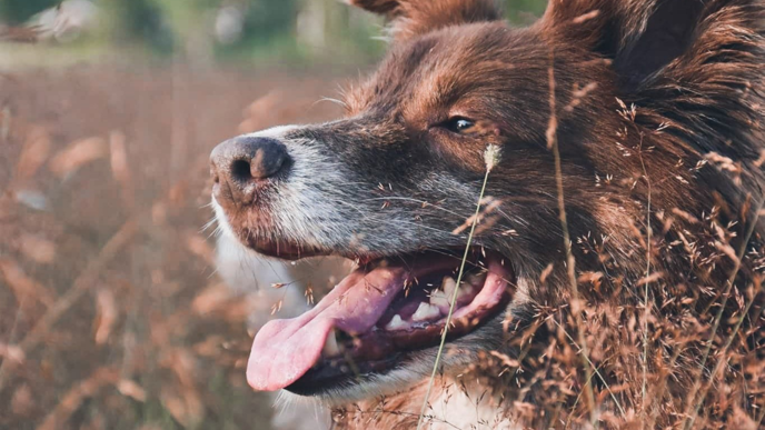 Dog in a field.