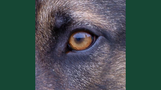 Close-up of a dog's eye.