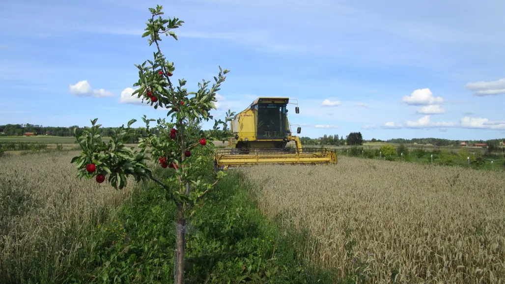 En gul tröska skördar spannmål mellan frukträd. Foto.