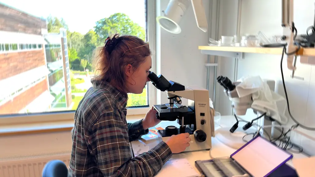 Person at a microscope. Photo.