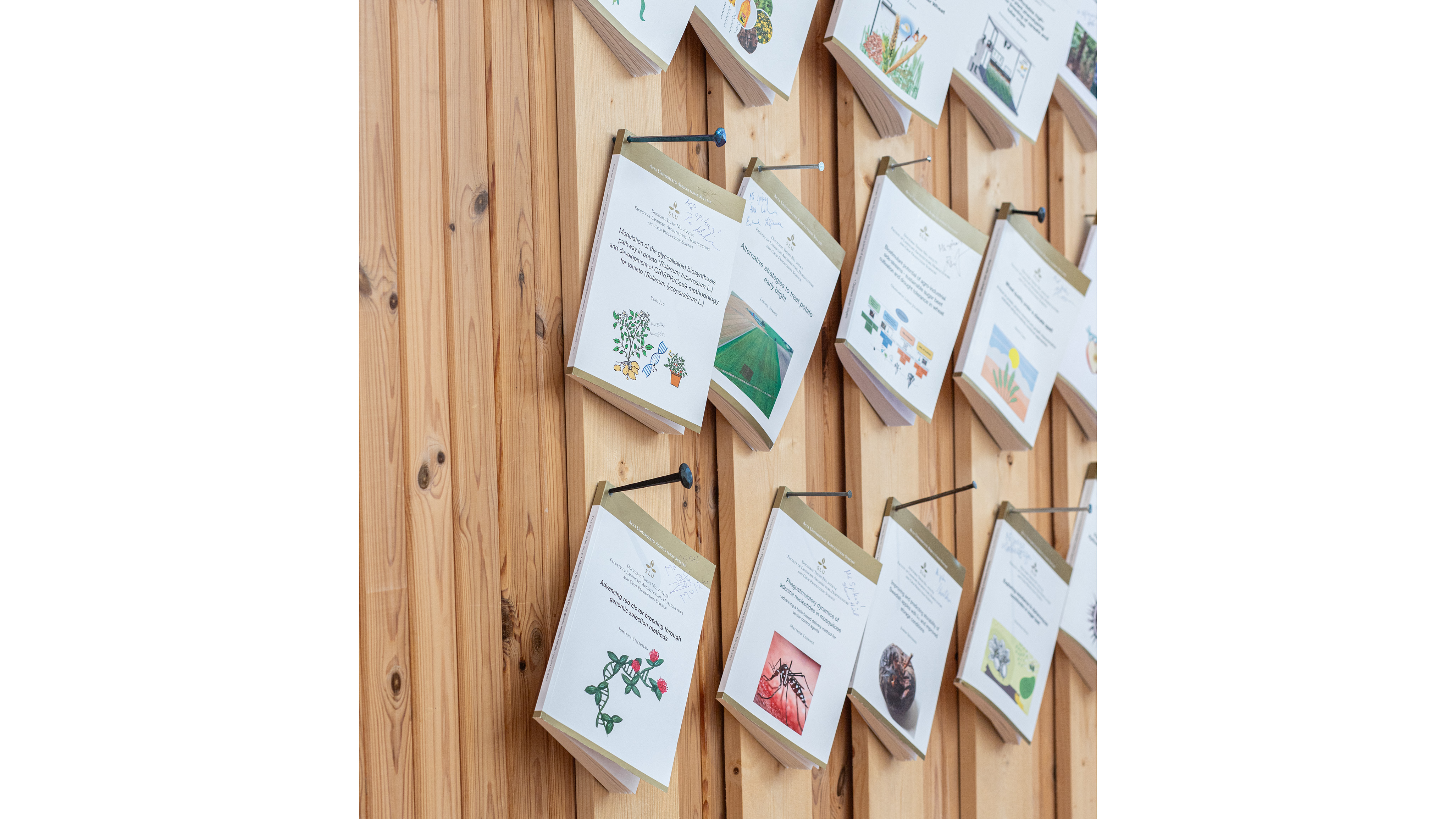 Rows of doctoral theses nailed to a wooden wall.