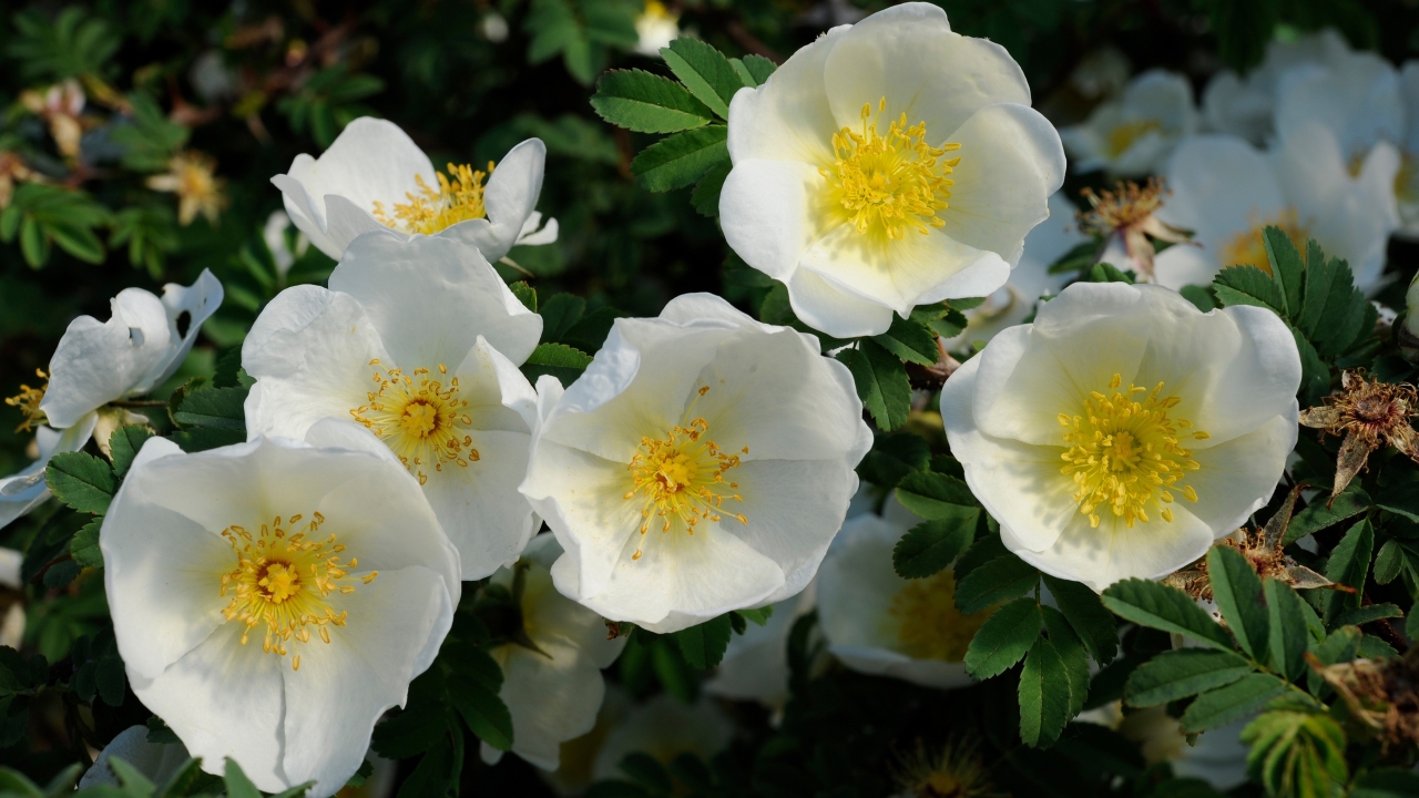 Närbild av Grönt kulturarv®s taggtrådsrosen 'Kärnan'. I bild syns flera enkelblommande vita blommor med djupt gula ståndare och pistiller. I bakgrunden syns det gröna bladverket, samt fler vita blommor.