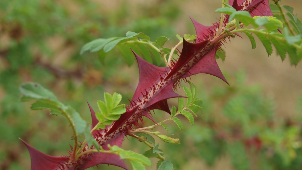 Närbild av Grönt kulturarv®s taggtrådsros 'Kärnan's röda taggar. I bild syns stora röda hajtandslika taggar med små taggar och gröna blad imellan. I bakgrunden syns mer grönt bladverk.