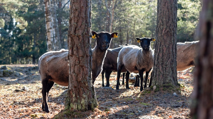 Några gotlandsfår kikar fram bakom trädstammar. Foto Lisa Chröisty.