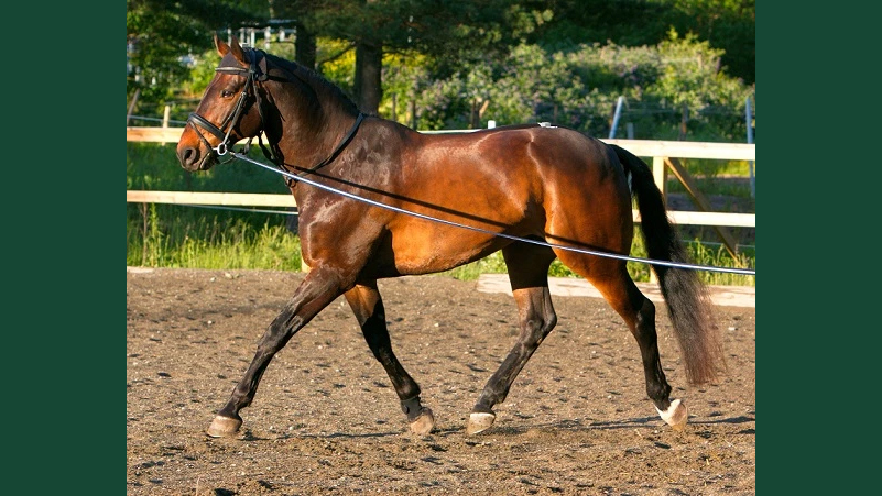 Foto av en häst som longeras utomhus på en ridbana.