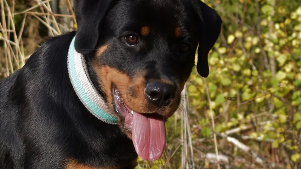 Närbild på rottweilern Kjula utomhus.