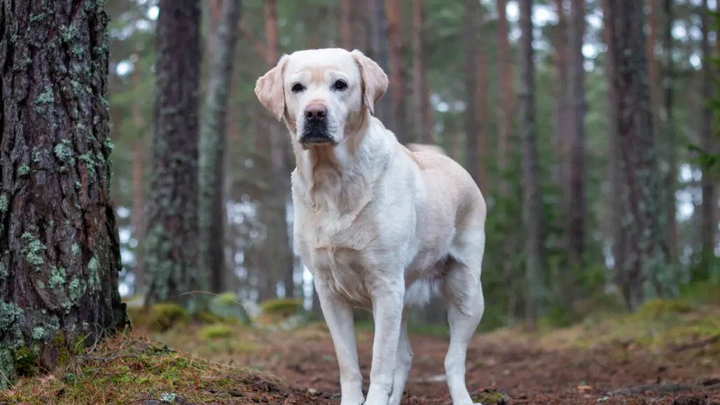 Foto av gul labrador retriever ståendes i skog.