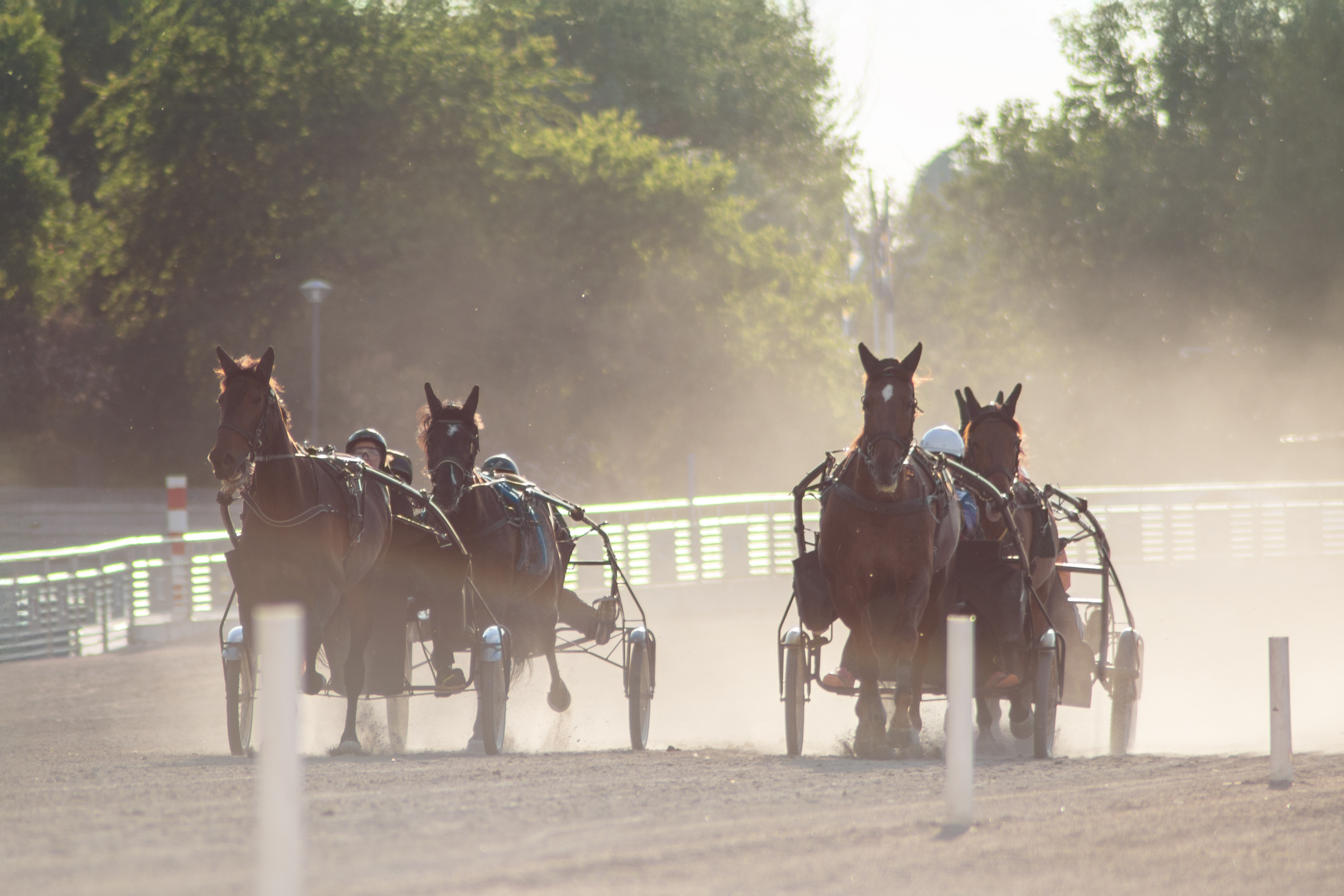 Four horses with sulkies trotting on a harness racing track in daylight, surrounded by dust