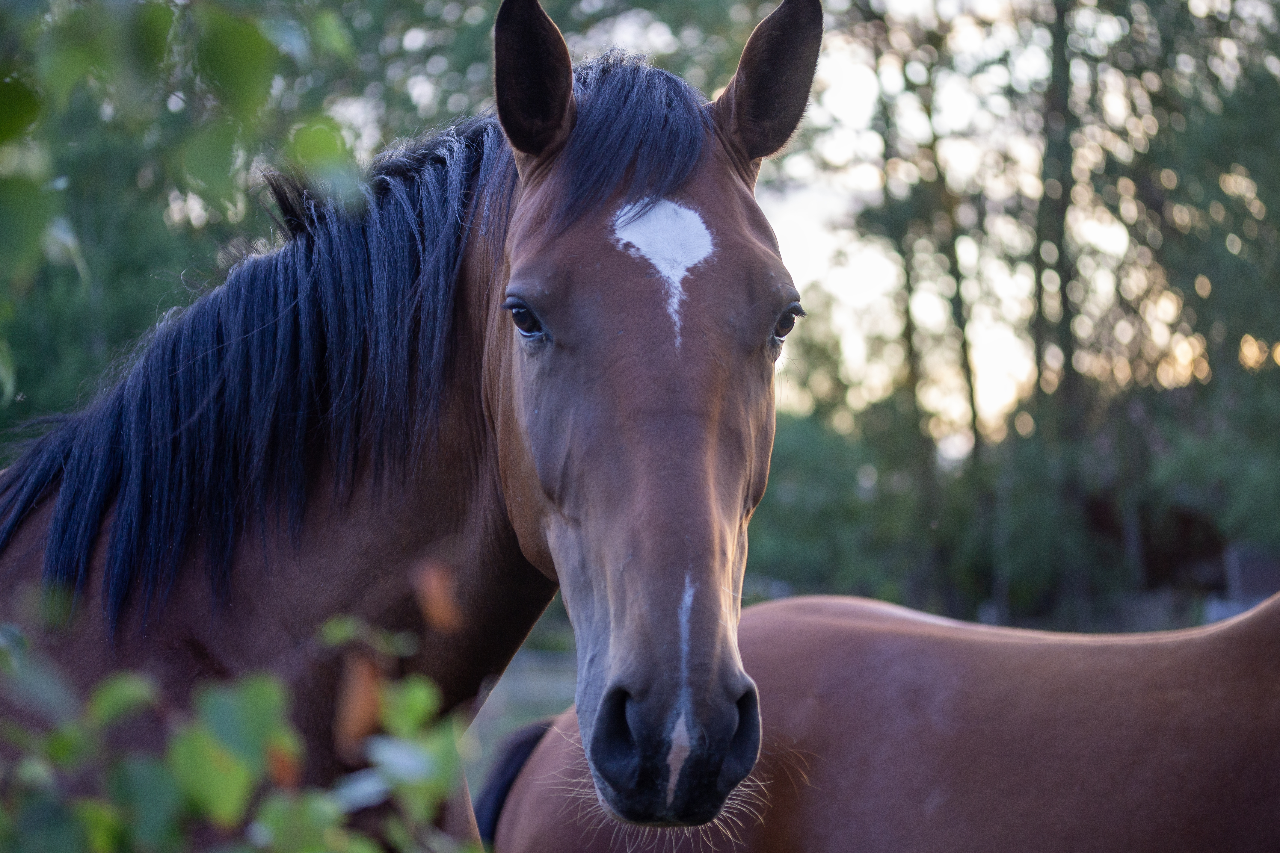 horses-in-fiels