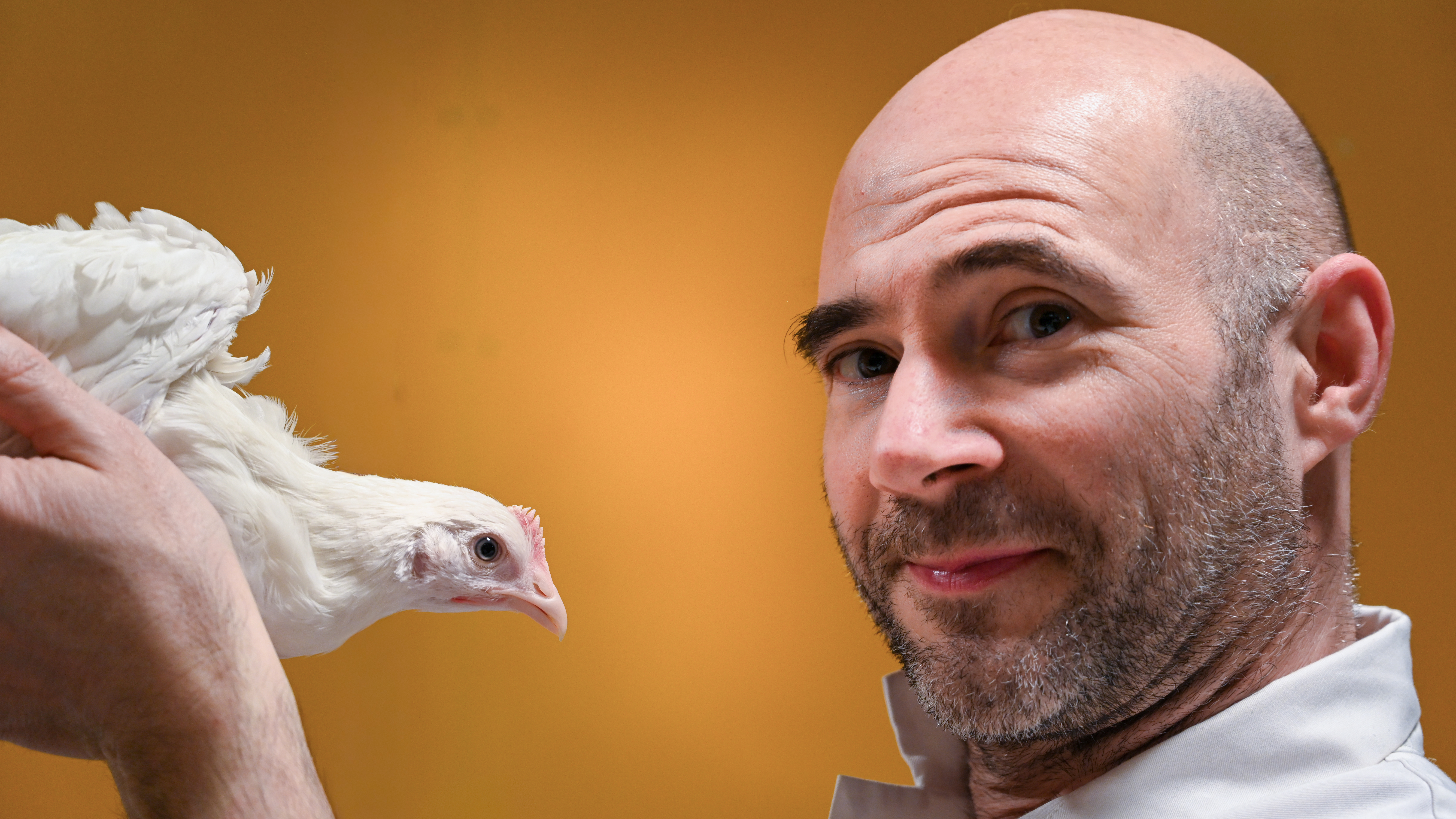 Photo of a man (Dominic Wright, SLU) holding a white hen, both against a bright yellow background.