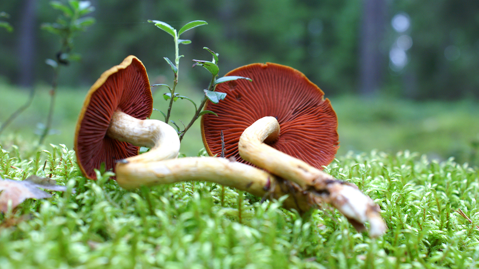 Rödskivig kanelspindling (Cortinarius semisanguineus)
