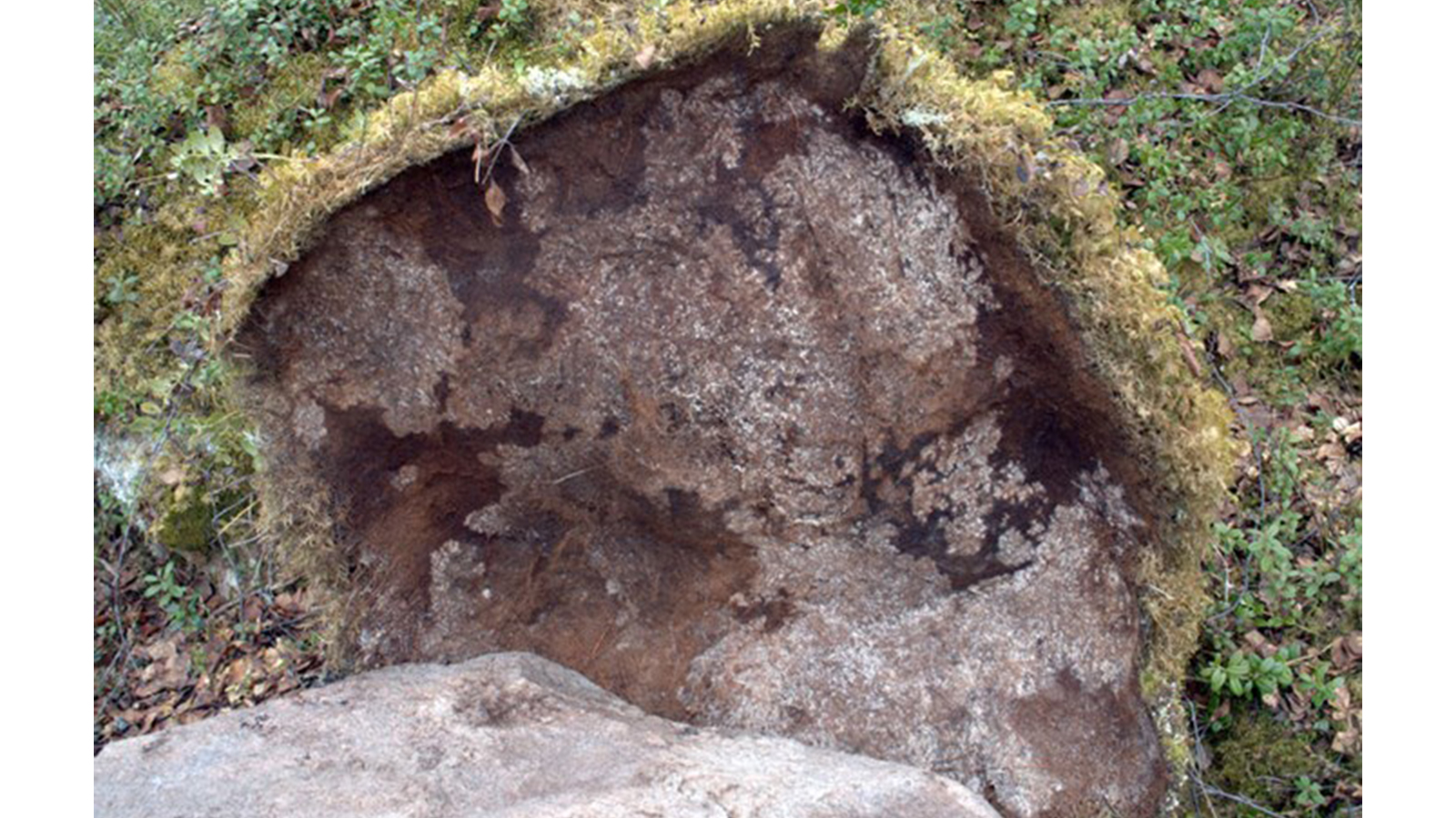 Mycel från spindling