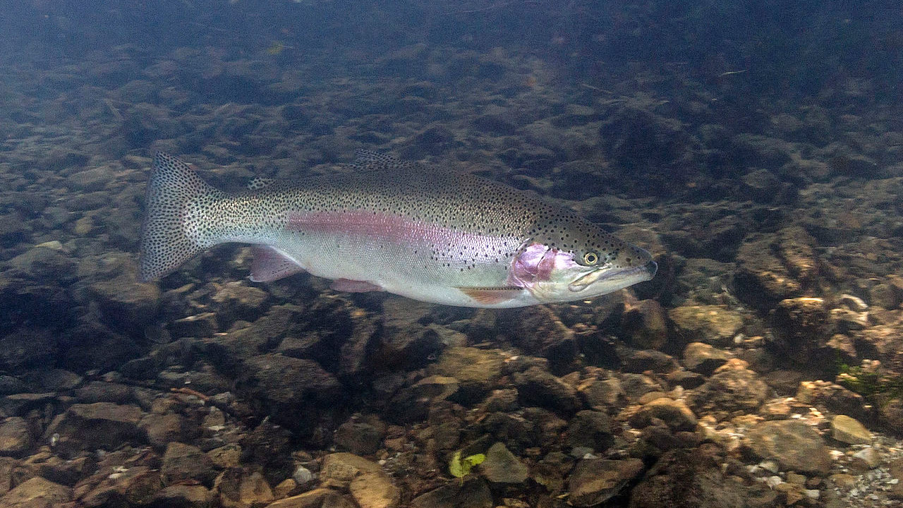 Regnbåge (Oncorhynchus_mykiss) 