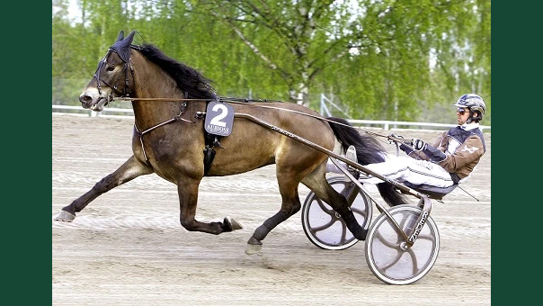 Foto av en travhäst som springer på bana med kusk och sulky bakom sig.