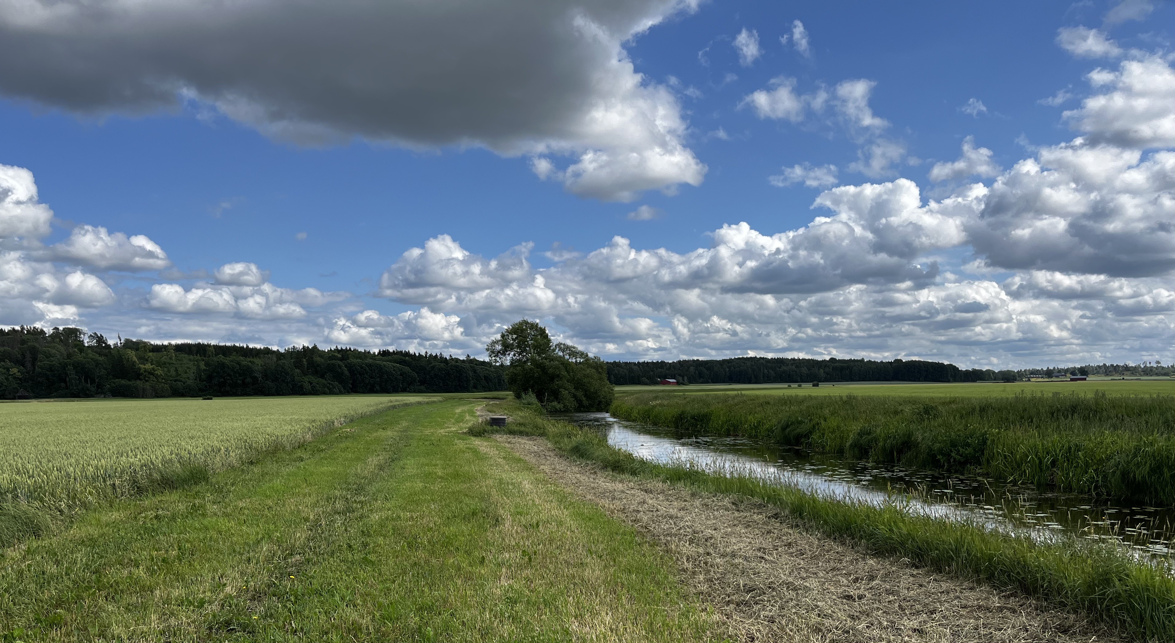 En liten jordbruksbäck i jordbrukslandskap