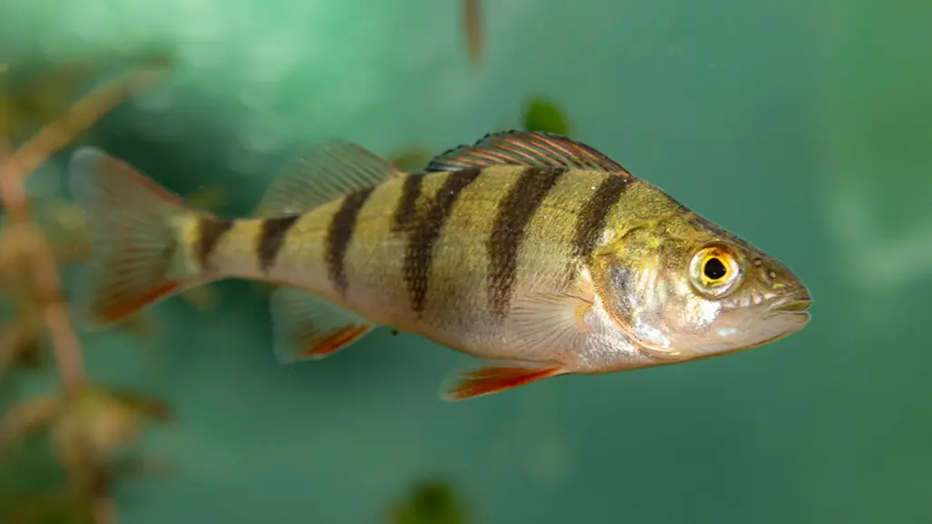 närbild på abborre