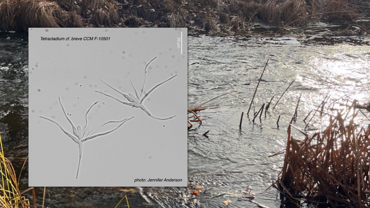 Bakgrund: Ljusreflektion från en liten bäck med brunt gräs som kommer upp ur vattnet. Infälld bild: Två flergrenade sporer likt de hos Tetracladium breve.