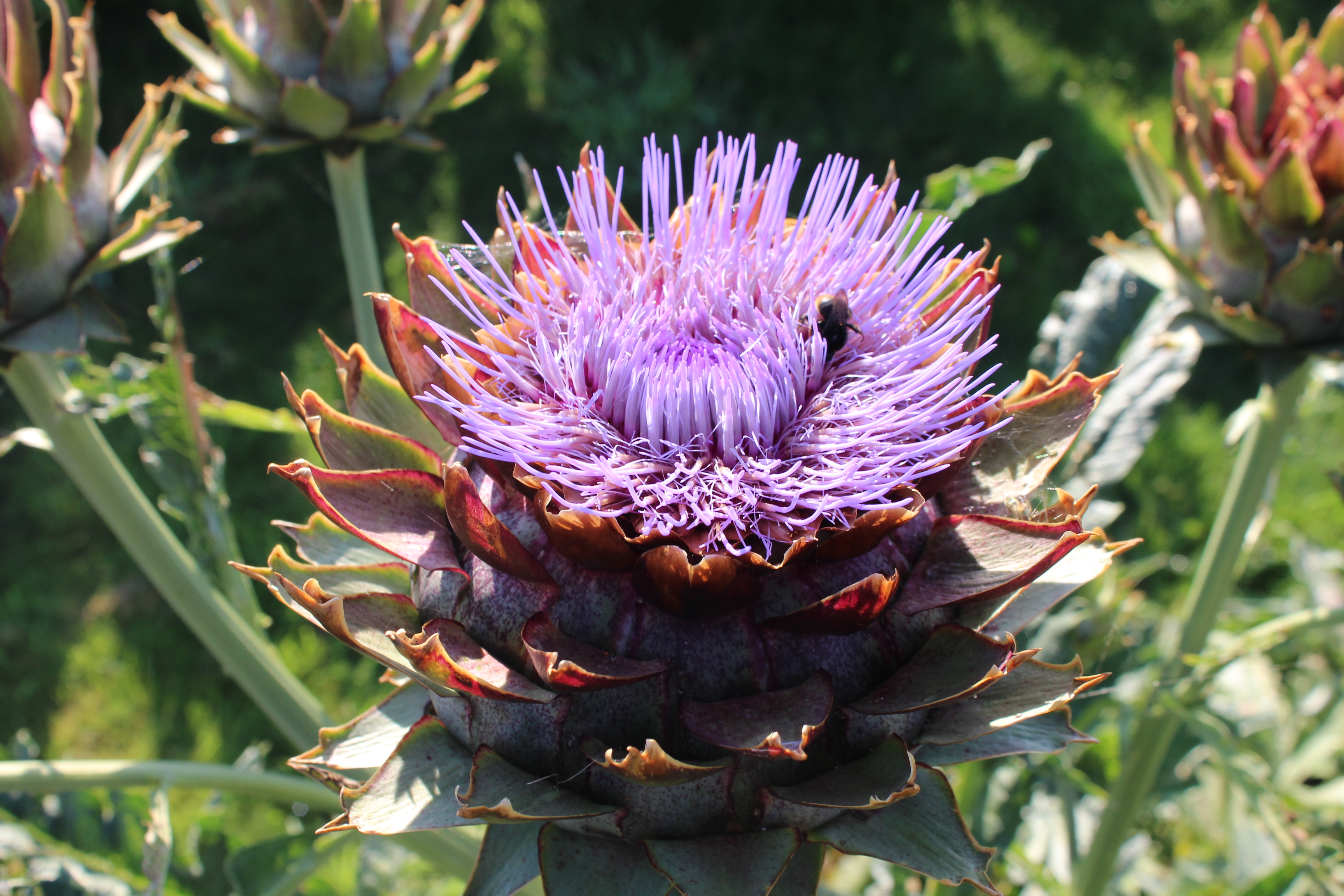 Foto av Grönt kulturarv®s kronärtskocka 'Herrgårds'. Fotot visar en blommande kronärtskocka i närbild. De spetsiga foderbladen bildar en krona där det på toppen sitter lila strålformade blomblad. En humla försöker krypa ner i blomman. I bakgrunden syns tre outslagna knoppar och kraftiga gröna stjälkar.