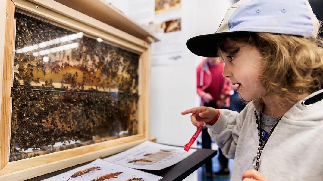 A child looking at bees.