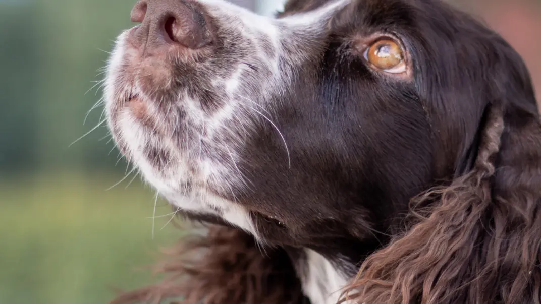 En närbild på en hund som vädrar med nosen.